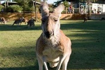 Hotel Perth Vineyards Holiday Park Swan Valley | Caversham | Western Australia | Australia 1