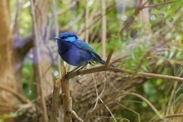 Hotel Forest Lodge Resort | Pemberton | Western Australia | Australia 2