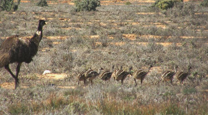 Rawnsley Park Station