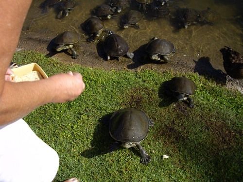 Alexander Lakeside Bed & Breakfast | Hervey Bay | Queensland | Australia 17