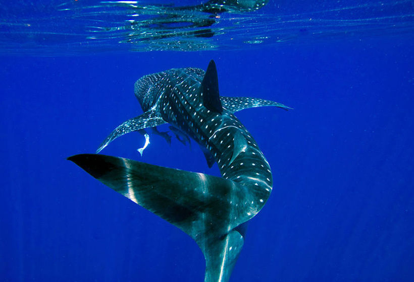 Hotel Blue Seas Resort | Broome | Western Australia | Australia 17