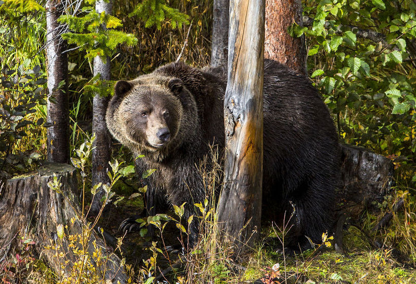 Hotel Whispering Pines | Golden | British Columbia | Canada 9