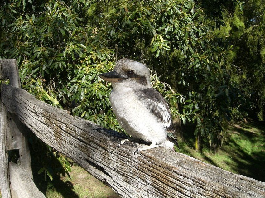 Kalimna Woods Cottages | Lakes Entrance | Victoria | Australia 2