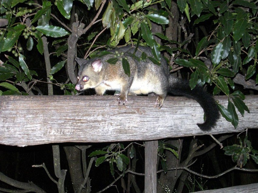 Kalimna Woods Cottages | Lakes Entrance | Victoria | Australia 3