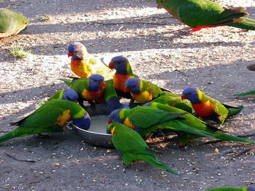 Kalimna Woods Cottages | Lakes Entrance | Victoria | Australia 7