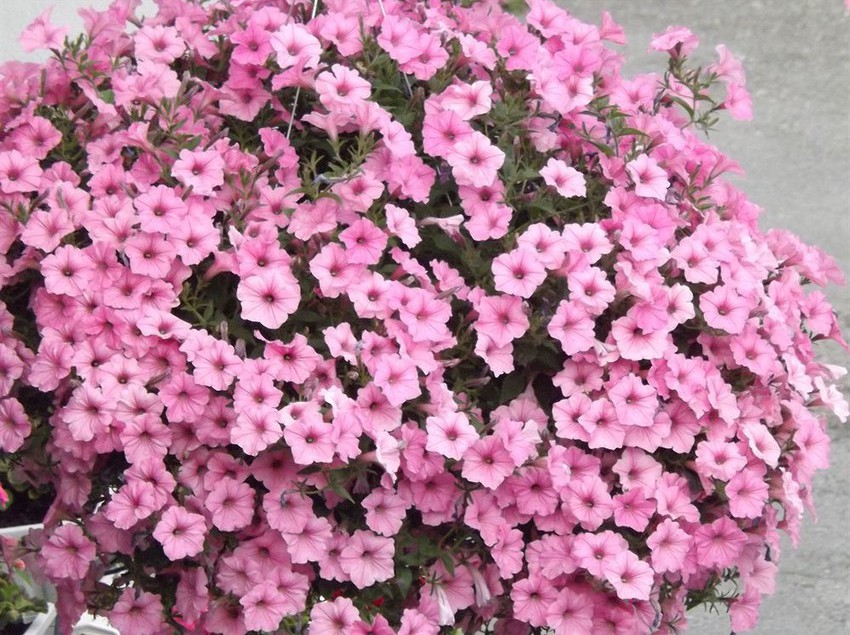 Motel Kootenay Country Inn | Cranbrook | British Columbia | Canada 6