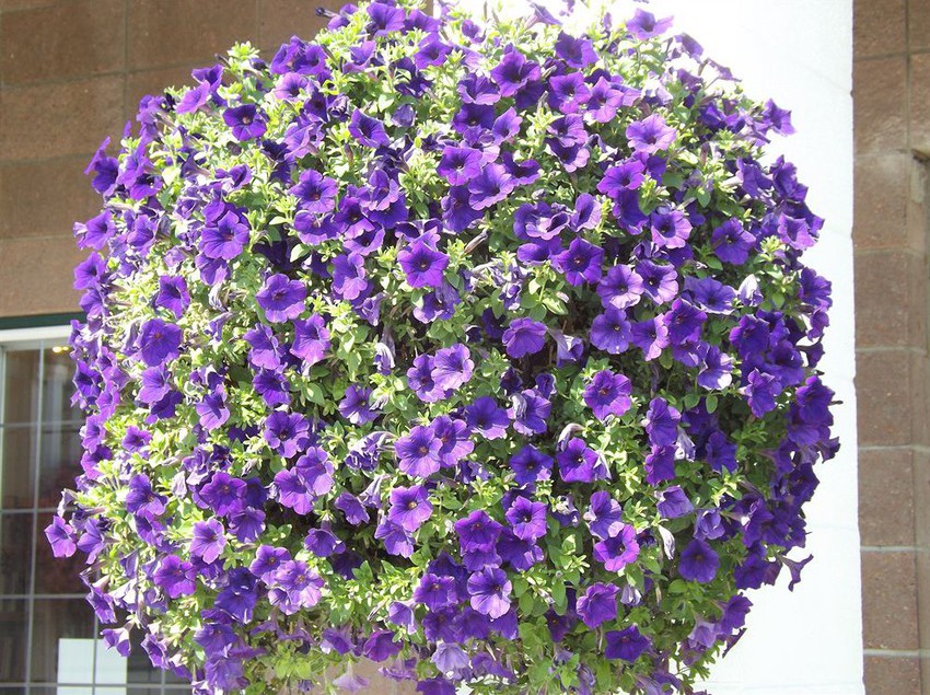 Motel Kootenay Country Inn | Cranbrook | British Columbia | Canada 8