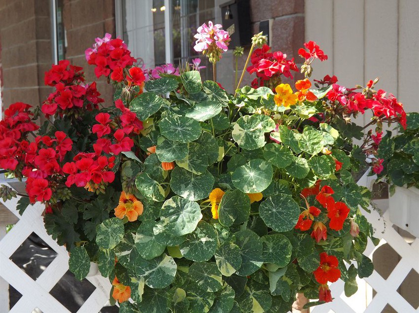 Motel Kootenay Country Inn | Cranbrook | British Columbia | Canada 9