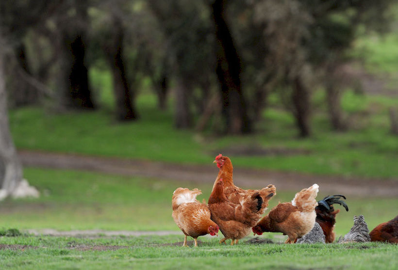 Hotel Fayrefield House | Robe | South Australia | Australia 13