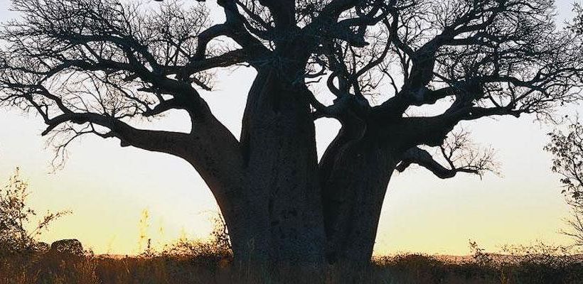 Hotel Bullo River Station | Timber Creek | Northern Territory | Australia 1