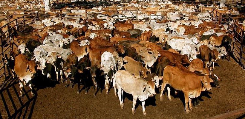 Hotel Bullo River Station | Timber Creek | Northern Territory | Australia 2