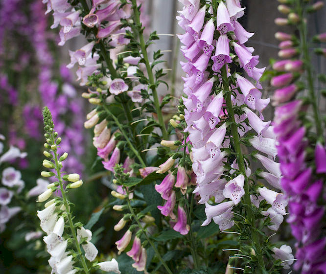 Mornington Bed & Breakfast | Mornington | Victoria | Australia 1