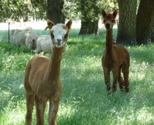 Bed and Breakfast Auberge Woodend | Woodend | South Australia | Australia 4