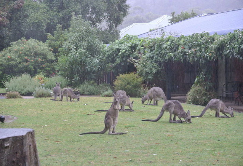 Motel Kookaburra Motor Lodge | Halls Gap | Victoria | Australia 2
