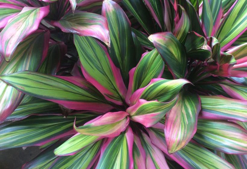 Toreador Motel | Coffs Harbour | New South Wales | Australia 2