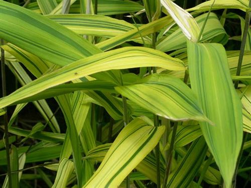 Cottages For Two | Cowes | Victoria | Australia 13