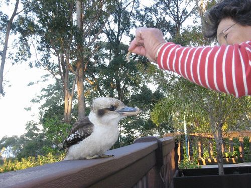 Pension Chalet Swisse Spa | Batemans Bay | New South Wales | Australia 14