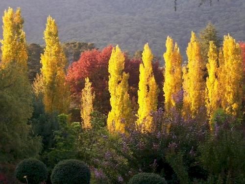 Chestnut Tree Holiday Apartments Bright Victoria