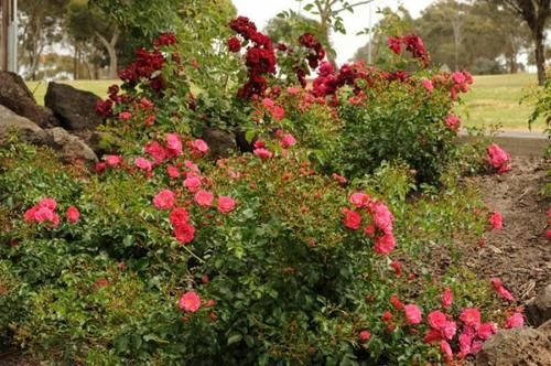 Farnham Court Motel And Restaurant | Morwell | Victoria | Australia 11