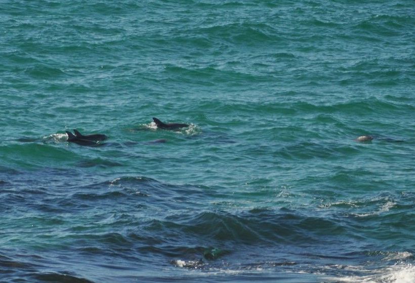 The Fig Tree B & B | Baudin Beach | South Australia | Australia 1