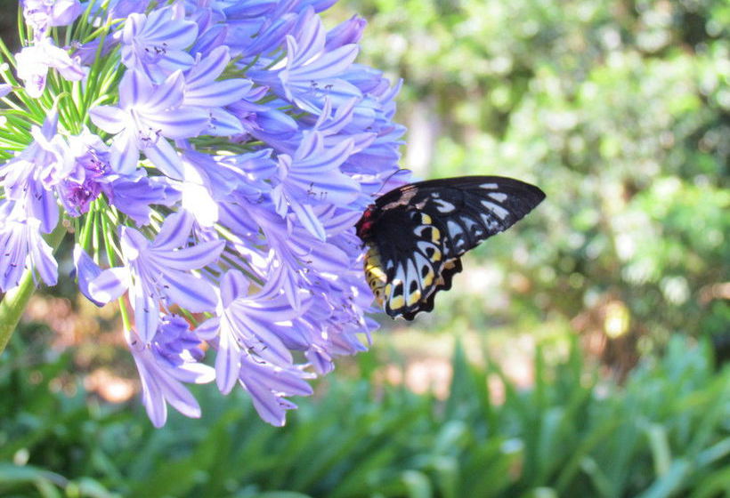 Amytis Gardens Retreat & Day Spa | Sunshine Coast | Queensland | Australia 4