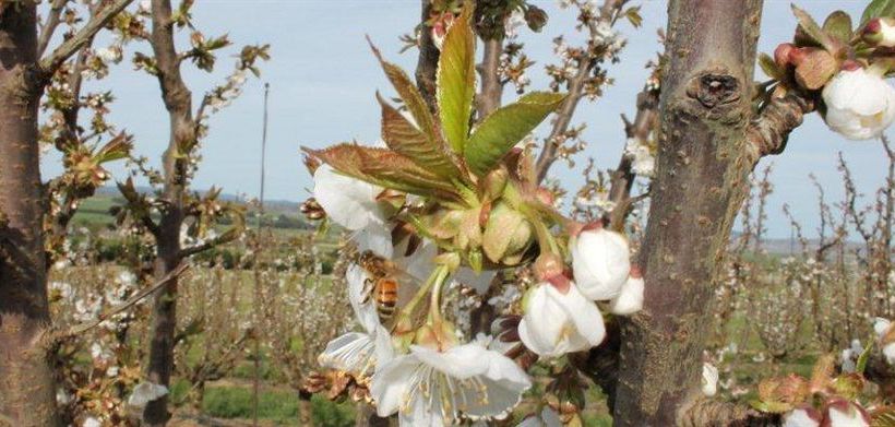 Bed and Breakfast Somercotes | Ross | Tasmania | Australia 5