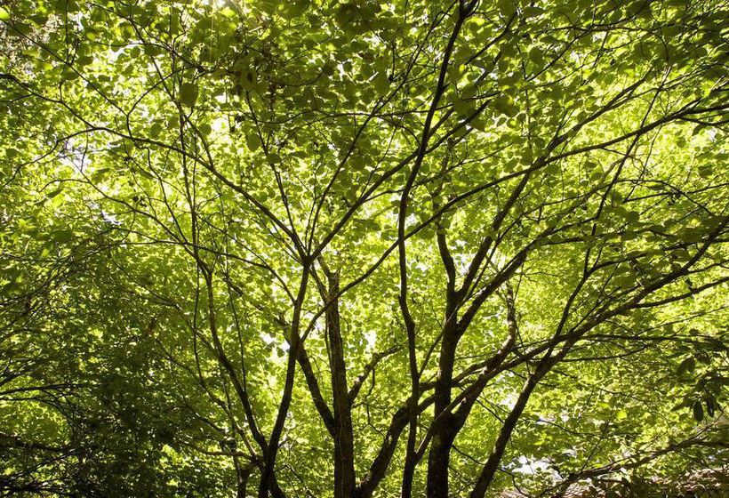 Hotel Leura Camellias | Leura | New South Wales | Australia 5