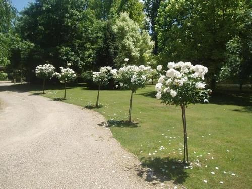 The Silver Birches | Bright | Victoria | Australia 19