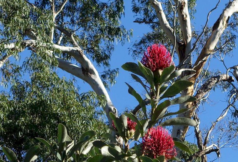 Motel Pinnacle Holiday Lodge | Halls Gap | Victoria | Australia 20