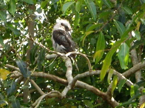 Bed and Breakfast Barooga On Pier | Hervey Bay | Queensland | Australia 6