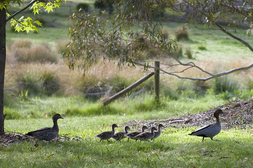 Annies Holiday Units | Beechworth | Victoria | Australia 8