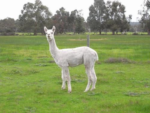 Hotel Dunsborough Rail Carriages & Farm Cottages | Quindalup | Western Australia | Australia 20