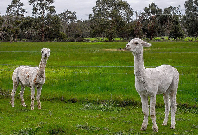 Hotel Dunsborough Rail Carriages & Farm Cottages | Quindalup | Western Australia | Australia 8