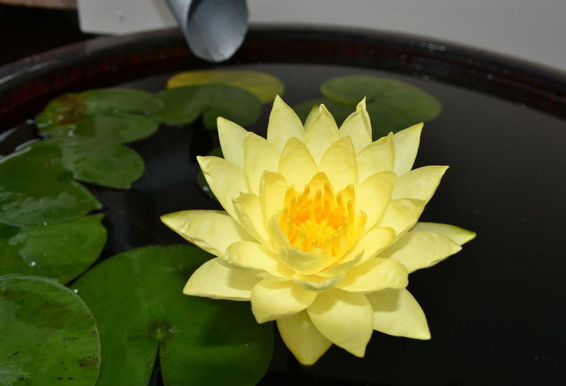 The Lily Pad At Byron Bay | Byron Bay | New South Wales | Australia 8