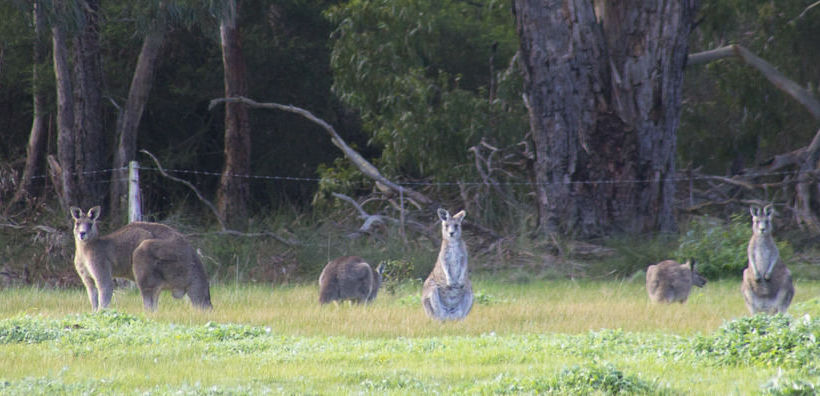 Freshwater Creek Cottages | Freshwater Creek | Victoria | Australia 10