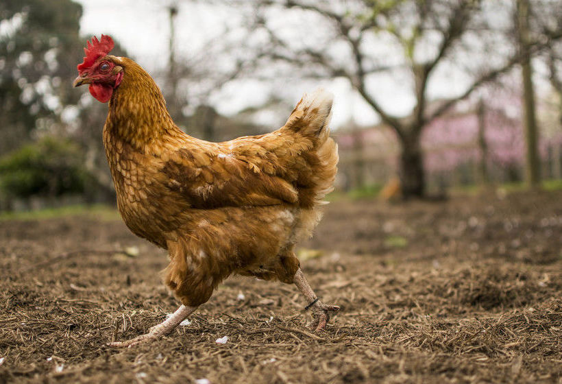 Freshwater Creek Cottages | Freshwater Creek | Victoria | Australia 14