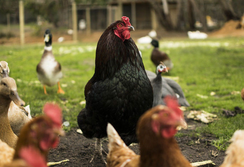 Freshwater Creek Cottages | Freshwater Creek | Victoria | Australia 3
