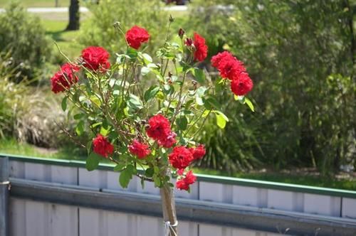 Boonah Motel | Boonah | Queensland | Australia 4