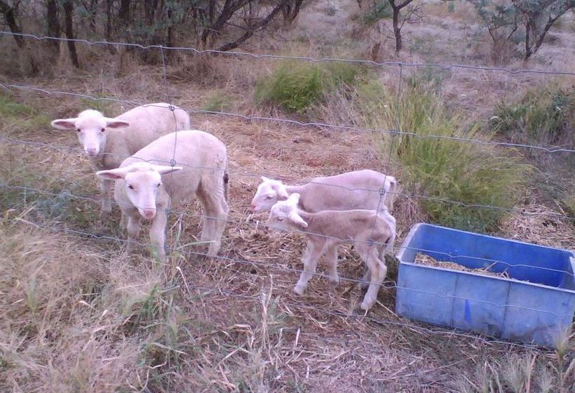 Booleroo View Bed & Breakfast | Booleroo Centre | South Australia | Australia 3