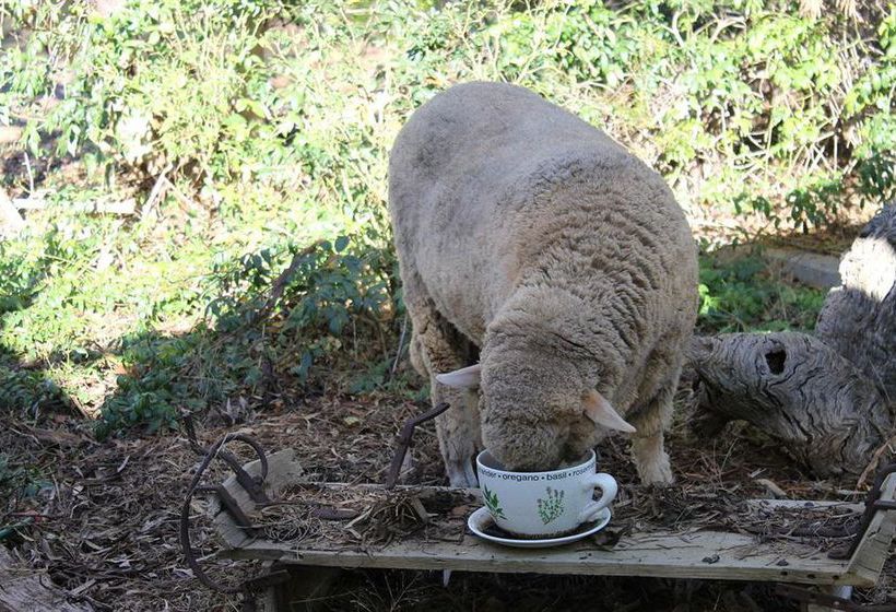 Booleroo View Bed & Breakfast | Booleroo Centre | South Australia | Australia 4