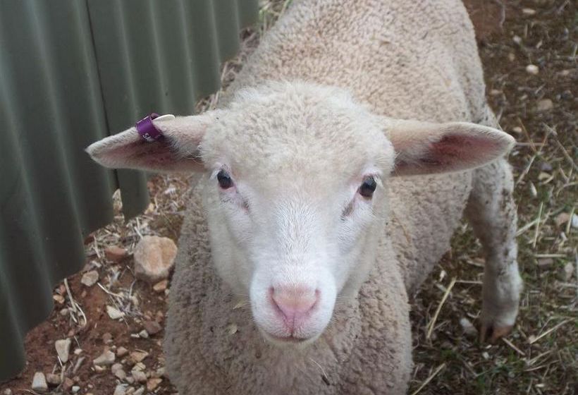 Booleroo View Bed & Breakfast | Booleroo Centre | South Australia | Australia 8