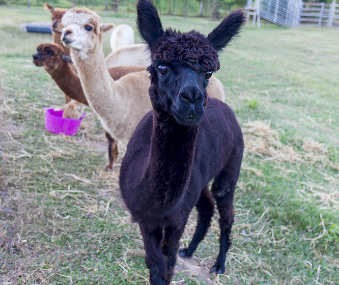 Jacaranda Creek Farmstay & Bed And Breakfast | Eumundi | Queensland | Australia 18