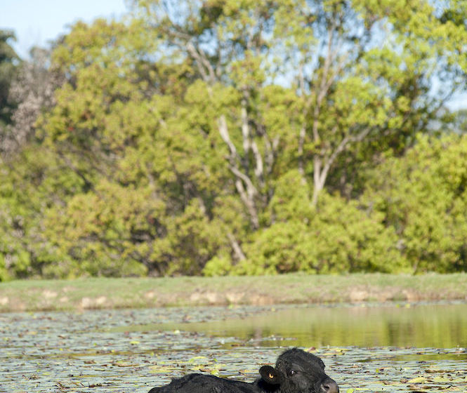 Jacaranda Creek Farmstay & Bed And Breakfast | Eumundi | Queensland | Australia 20