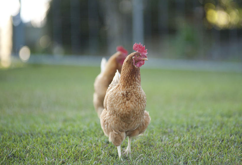 Jacaranda Creek Farmstay & Bed And Breakfast | Eumundi | Queensland | Australia 7
