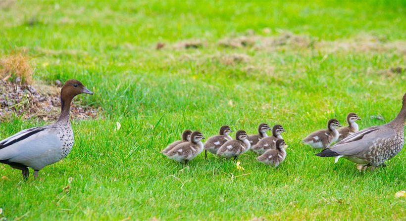 Beechworth Cottages Beechworth Victoria