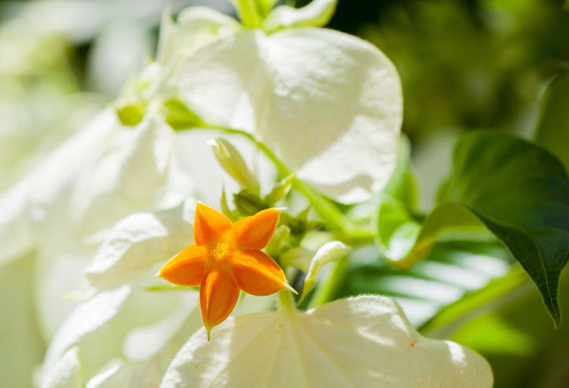 Seaforth Apartments | Trinity Beach | Queensland | Australia 6