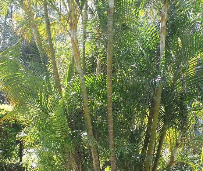 Buderim Fiesta Motel | Tanawha | Queensland | Australia 18