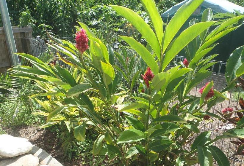 Driftwood Bed & Breakfast | Mission Beach | Queensland | Australia 17