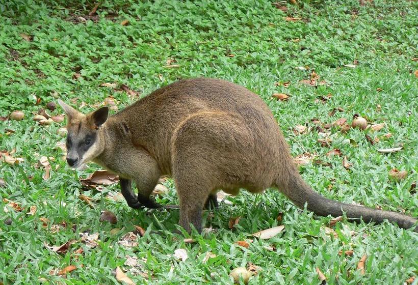 Hotel Daintree Valley Haven | Daintree | Queensland | Australia 1