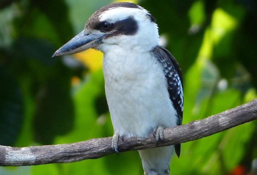 Hotel Daintree Valley Haven | Daintree | Queensland | Australia 12